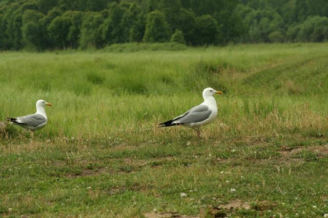 baikal421