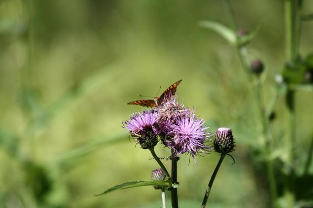 baikal489